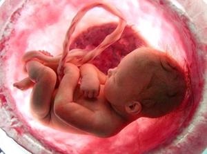 Álom értelmezése embrió