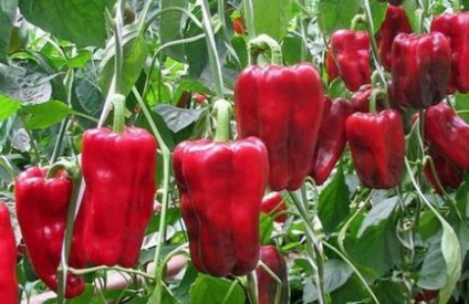 Fajta édes paprika vastag falakkal