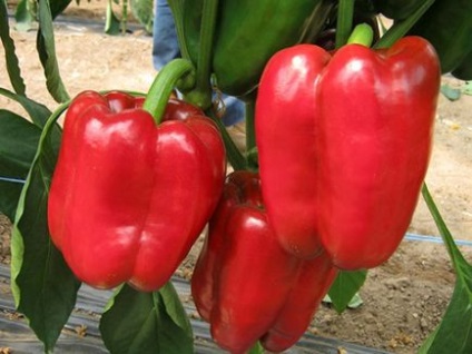 Fajta édes paprika vastag falakkal