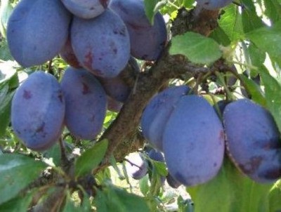 Soiuri de prune