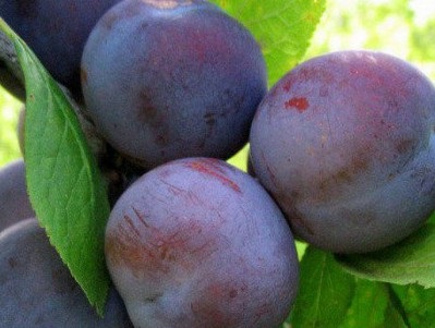 Soiuri de prune