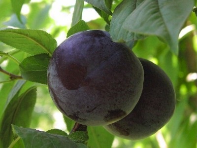 Soiuri de prune