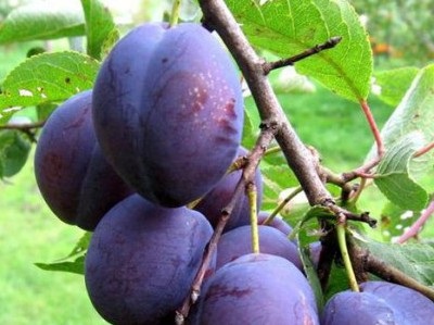 Soiuri de prune