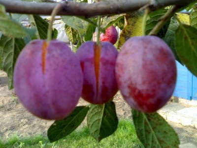 Soiuri de prune