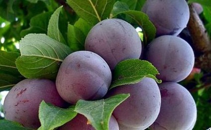 Soiuri de prune - Renclod, consultanta floristica