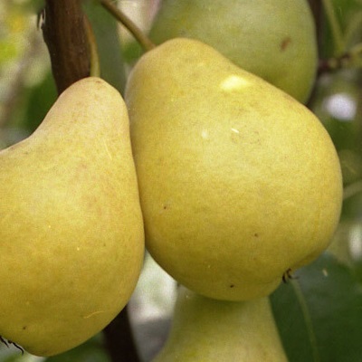 Soiuri de prune - Renclod, consultanta floristica