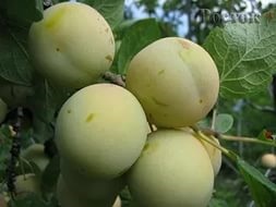 Soiuri de prune - Renclod, consultanta floristica