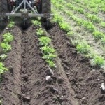 Sortarea semințelor de cartofi, agricultura auxiliară