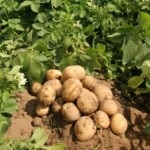 Сортування насіння картоплі, підсобне господарство
