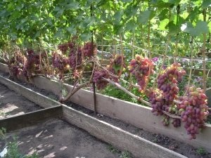 Сорт винограду «різамат»