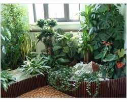 Compoziția unei compoziții din plante de apartament