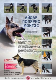 Crearea de pliante publicitare cu animale, machete in reviste, bannere pentru expozitii de pisici, caini,