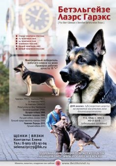 Crearea de pliante publicitare cu animale, machete in reviste, bannere pentru expozitii de pisici, caini,