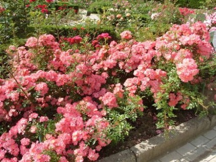 Creați un rozariu în grădină cu propriile mâini