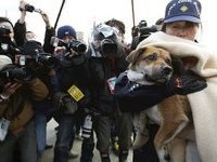 Salvată după tsunami în Japonia, câinele sa întors la maestru