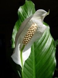 Spathiphyllum - îngrijirea la domiciliu