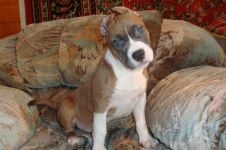 Recomandările Staffordshire Terrier pentru îngrijirea părului, a urechilor, a ochilor, a dinților și a ghearelor, cum ar fi