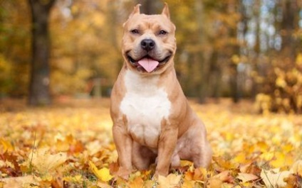 Staffordshire Terrier ajánlások hajápolás, fülek, szemek, fogak és karmok, mint