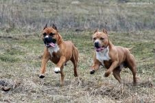 Recomandările Staffordshire Terrier pentru îngrijirea părului, a urechilor, a ochilor, a dinților și a ghearelor, cum ar fi