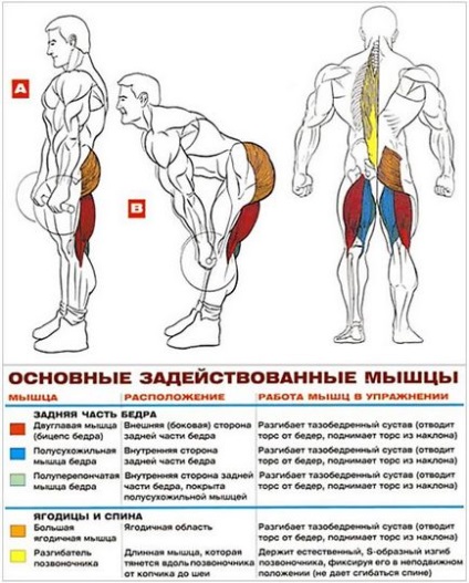 Programul de antrenament pentru mușchii timp de 7 luni