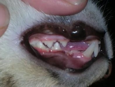 Stomatitis macskáknál (üszkös, fekélyes) tünetek és a kezelés otthoni (stomatitis) Stomatitis macskáknál (üszkös, fekélyes) tünetek és a kezelés otthon