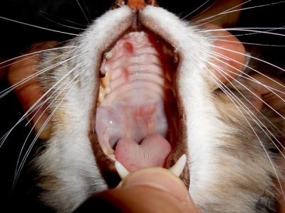 Stomatita la pisici (gangrenoase, ulcerative), simptome si tratament la domiciliu