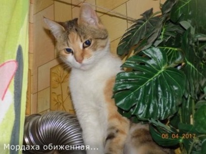 Jurnalul de pisică persistent al utilizatorului karlita diaries - rețeaua socială a femeilor