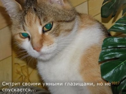 Jurnalul de pisică persistent al utilizatorului karlita diaries - rețeaua socială a femeilor