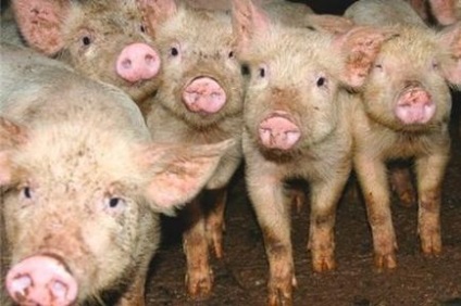 Fermă porcină la cheie pentru porci în tehnologia canadiană