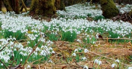 Shade-iubitoare și umbra-tolerant de plante pentru cabane