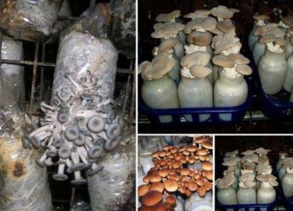 Tehnologia cultivării ciupercilor în subsol - 