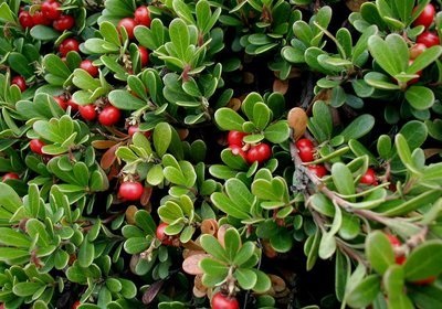 Bearberry cu alcoolism