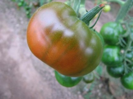 Tomato cumato black, cerere de rechemare