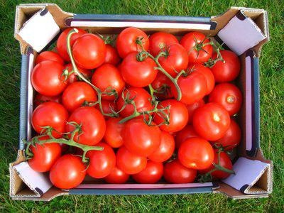 Tomato thick f1 descrieri, descriere, descriere, poza