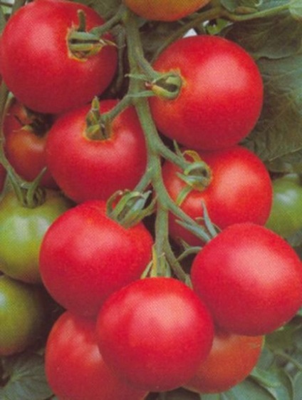Tomato thick f1 descrieri, descriere, descriere, poza