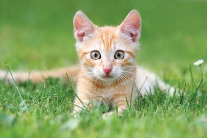 Трава для кішки - джерело здоров'я