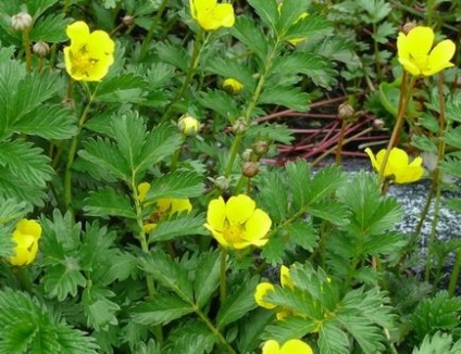 Herb bloodroot гъши лечебни свойства и противопоказания снимка, пътешествие в света на природата