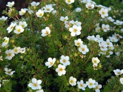 Herb bloodroot гъши лечебни свойства и противопоказания снимка, пътешествие в света на природата