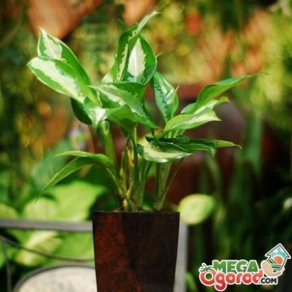 Reproducerea tropicală aglaonemă, plantarea și sfaturi pentru îngrijirea unei plante de interior