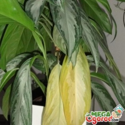 Тропічна аглаонема розмноження, посадка і поради по догляду за кімнатною рослиною