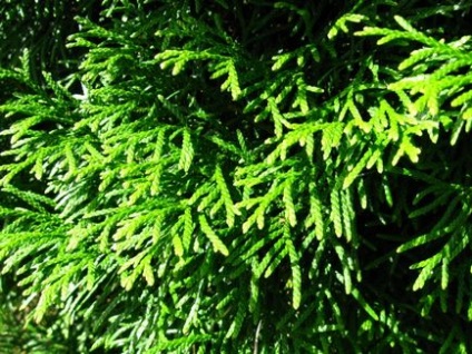 Thuja occidentală - semne și tratamente medicinale în condiții de casă