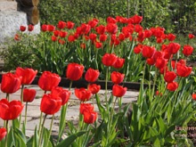 Тюльпани в дизайні саду
