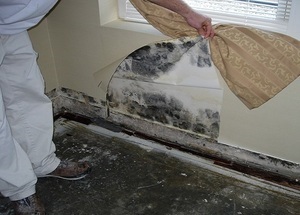 Îndepărtarea de mucegai în apartament eficiente mijloace și modalități de a lupta ciuperca pe pereți, util