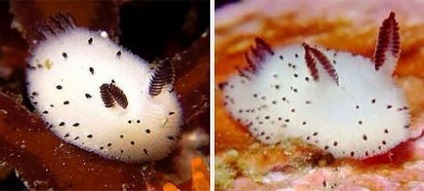Дивовижне створення - морський кролик, наука і життя