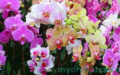 Добриво орхідей бона форте для цвітіння