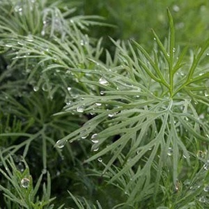 Dill - mágikus és gyógyító tulajdonságait fűszerek - minden anyag - • zonatigra • (mágikus) Dill - mágikus és gyógyító tulajdonságait fűszerek - minden anyag - • • zonatigra