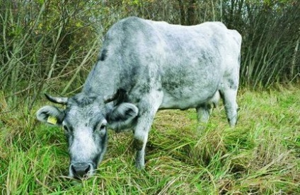 O rasă unică de bovine este o vacă albastră