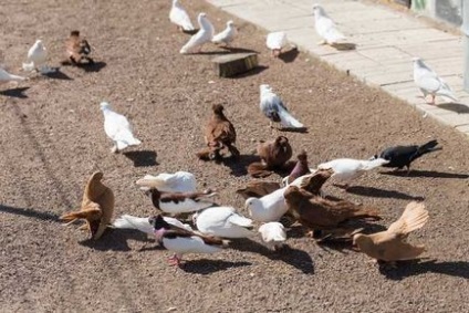 Керуючий голубником - про користь голубів, їх розумі і бізнесі на птахах