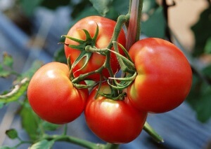 Soiuri de tomate recoltate pentru pregătirea solului pentru plantare