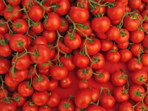 Врожайні сорти томатів для відкритого грунту підготовка до посадки